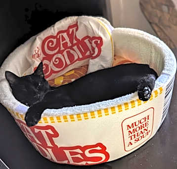 Photo of Poor Kitty