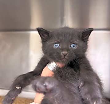 Photo of Elijah