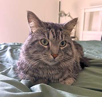 Photo of Mochi