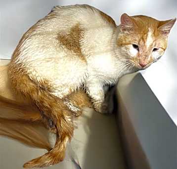 Photo of Lovey