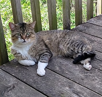 Photo of Pickles