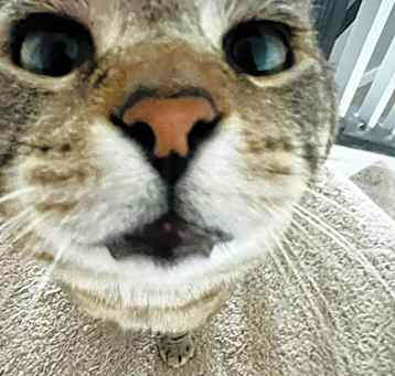 Photo of Oliver