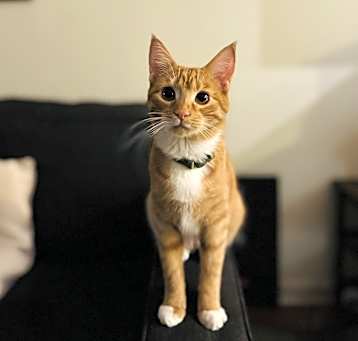 Photo of Zuni