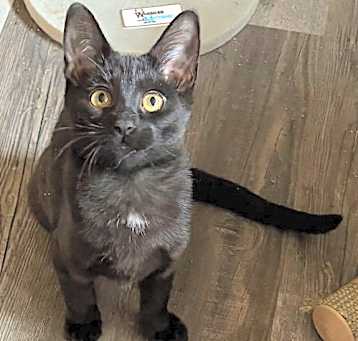 Photo of Coal