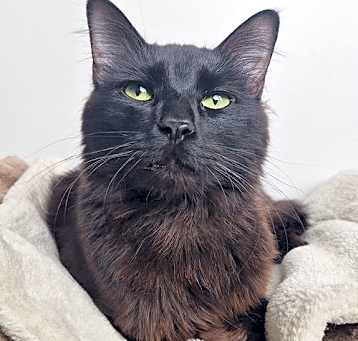 Photo of Chairman Meow