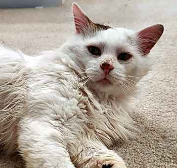 Photo of Titus