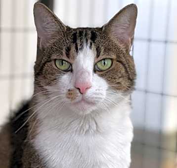 Photo of Tilly