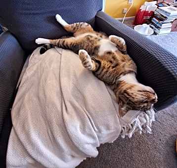 Photo of Mr. Squeaks