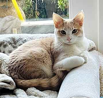 Photo of Peaches