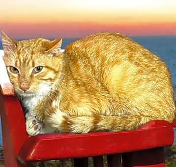 Photo of Chuck