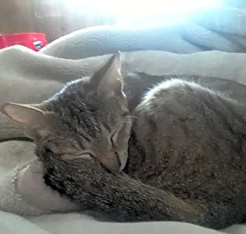 Photo of Kitty