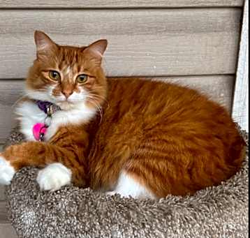 Photo of Bella