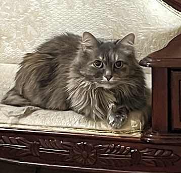 Photo of Shade