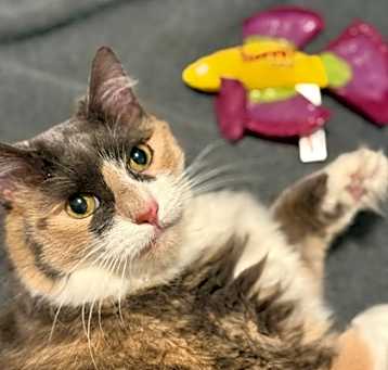 Photo of Princess Donut