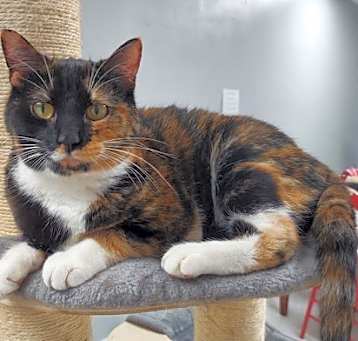 Photo of Birdie