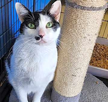 Photo of Ronald-(C000-161) - Chino Hills Location