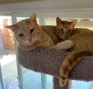Photo of Sparks and Ember
