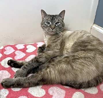 Photo of Pearl
