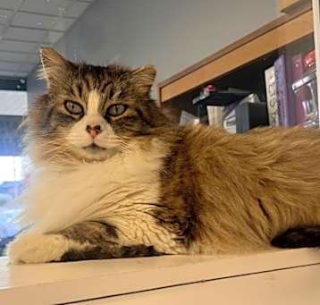 Photo of King Catnip- Must Apply in Person !