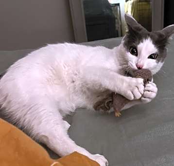 Photo of Arlo