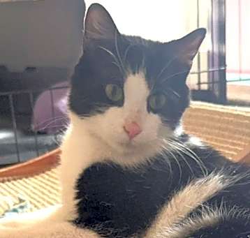 Photo of Checkers