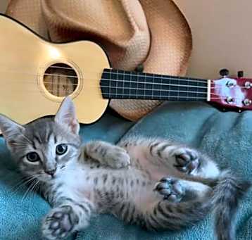 Photo of Benji
