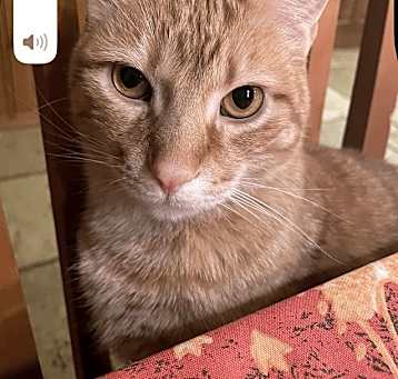 Photo of Pumpkin
