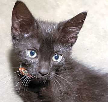 Photo of Nova