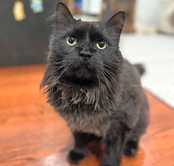 Photo of Nightcrawler