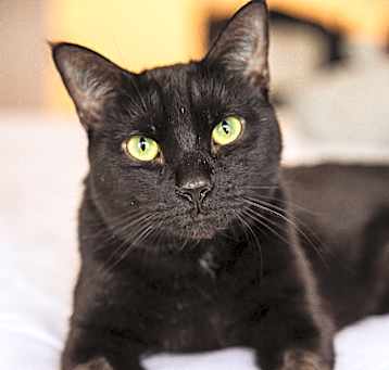 Photo of Ozzie