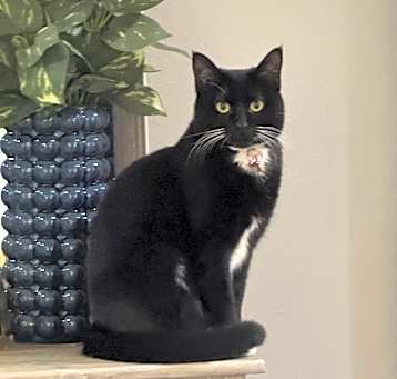 Photo of Loki
