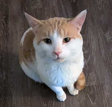 Photo of Bean