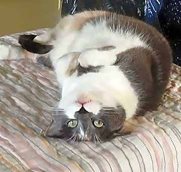 Photo of Willow Blade