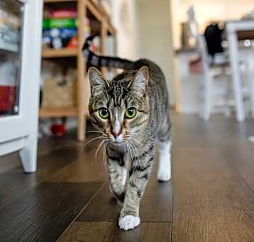 Photo of Cricket