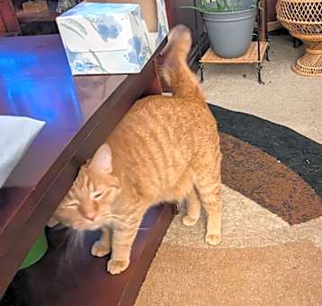 Photo of Finnegan