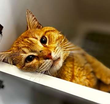 Photo of Oliver