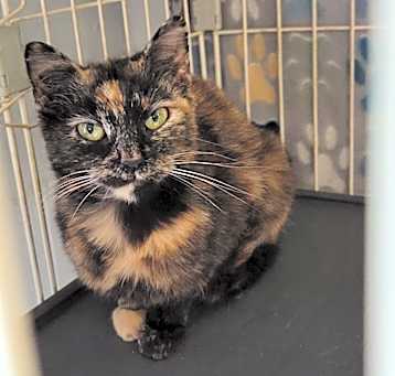 Photo of Blush (Spayed)