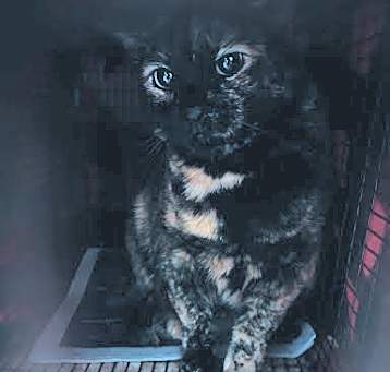Photo of BINX