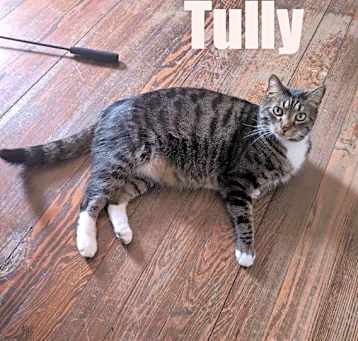 Photo of Tully