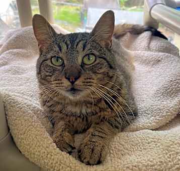 Photo of Merlin