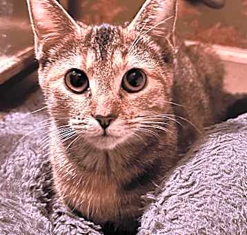 Photo of Fara