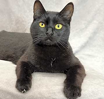 Photo of MOONE BONDED TO DEWY