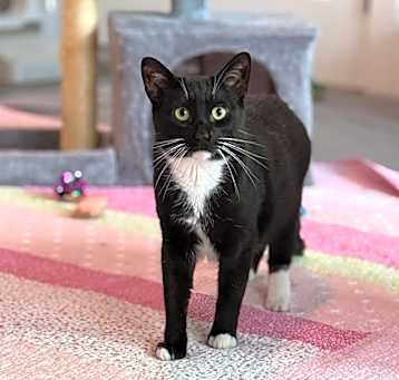 Photo of Pancho