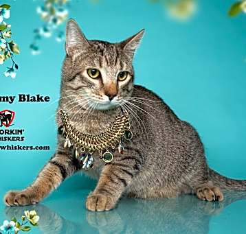 Photo of BELLAMY BLAKE