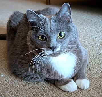 Photo of Allie-Gator