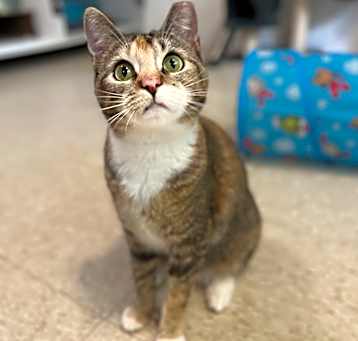 Photo of Bitsie