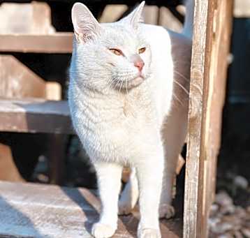 Photo of Horatio