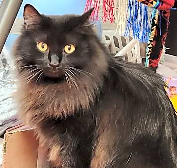 Photo of Dabouli