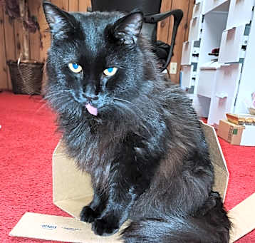 Photo of Papoi