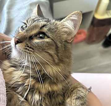 Photo of Mochi